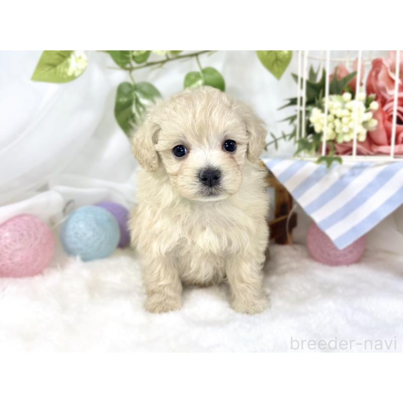 販売中の滋賀県のマルプー:マルチーズ×トイプードル-451893の4枚目