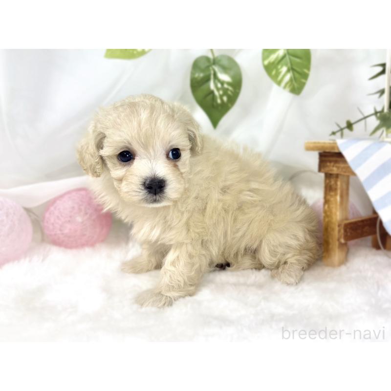 販売中の滋賀県のマルプー:マルチーズ×トイプードル-451893の3枚目