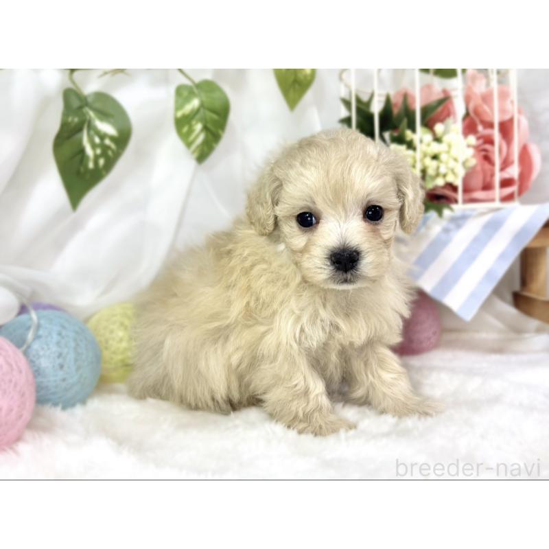 販売中の滋賀県のマルプー:マルチーズ×トイプードル-451893の2枚目