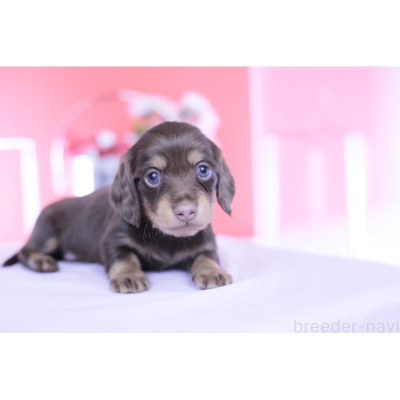 販売中の愛知県のカニンヘンダックスフンド(ロングヘアード)-451895の11枚目