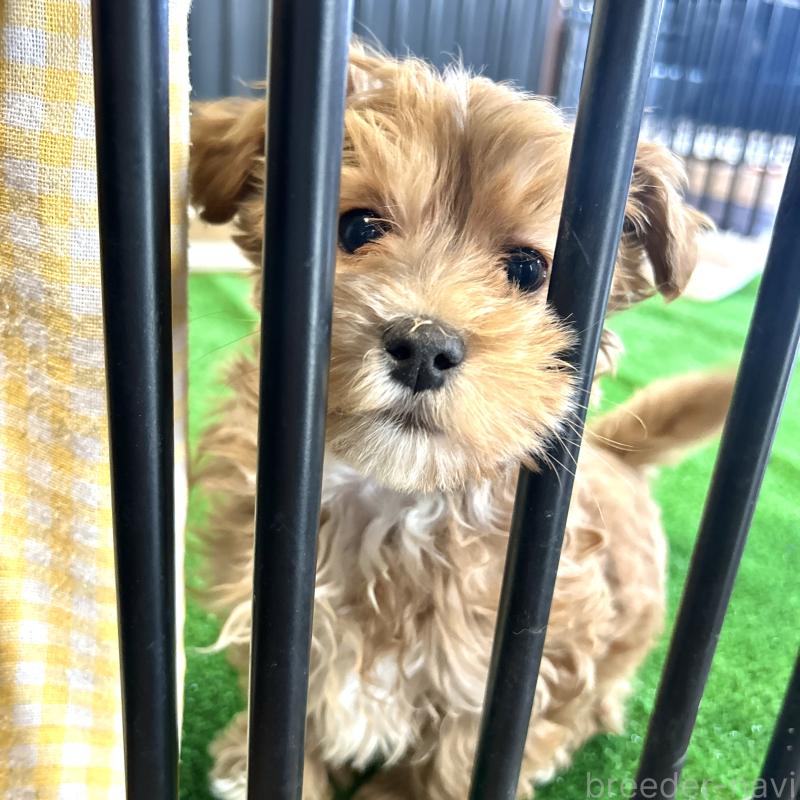 販売中の栃木県のマルプー:マルチーズ×トイプードル-445907の9枚目