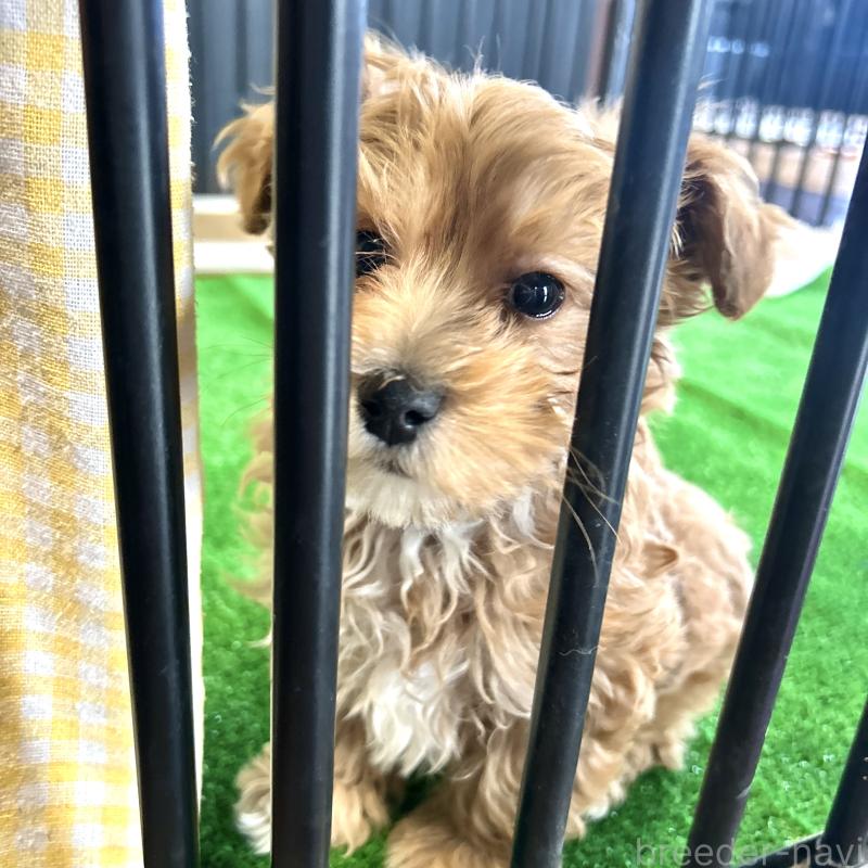 販売中の栃木県のマルプー:マルチーズ×トイプードル-445907の8枚目