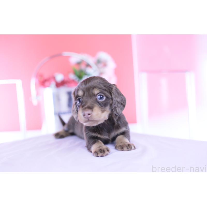 販売中の愛知県のカニンヘンダックスフンド(ロングヘアード)-451895の8枚目