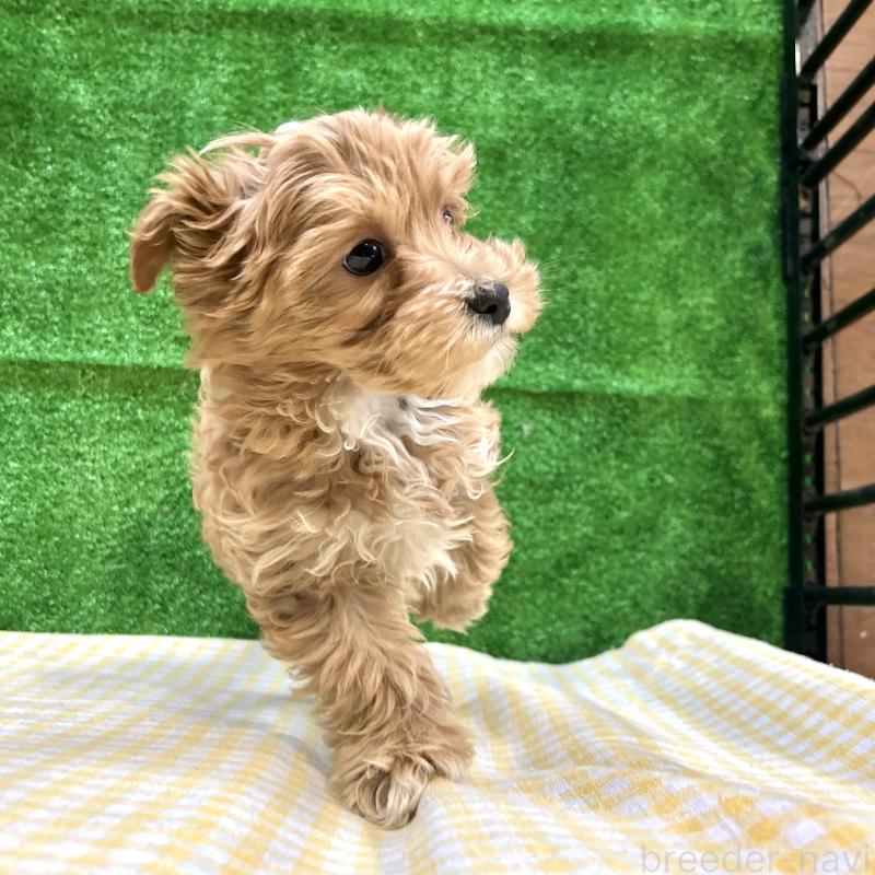 販売中の栃木県のマルプー:マルチーズ×トイプードル-445907の7枚目