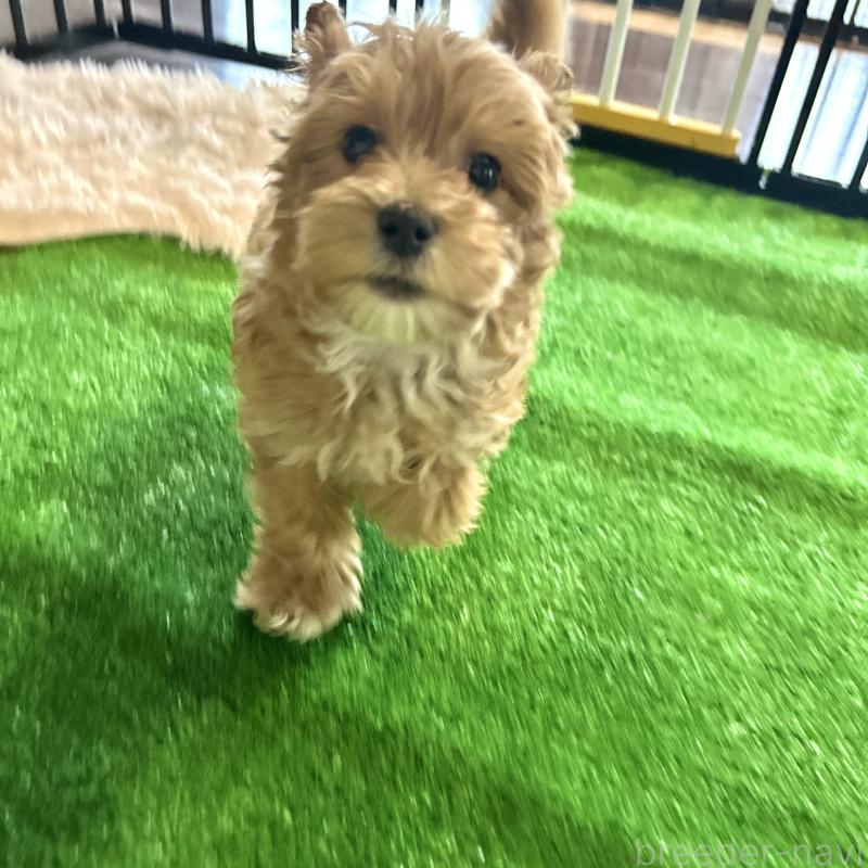 販売中の栃木県のマルプー:マルチーズ×トイプードル-445907の6枚目