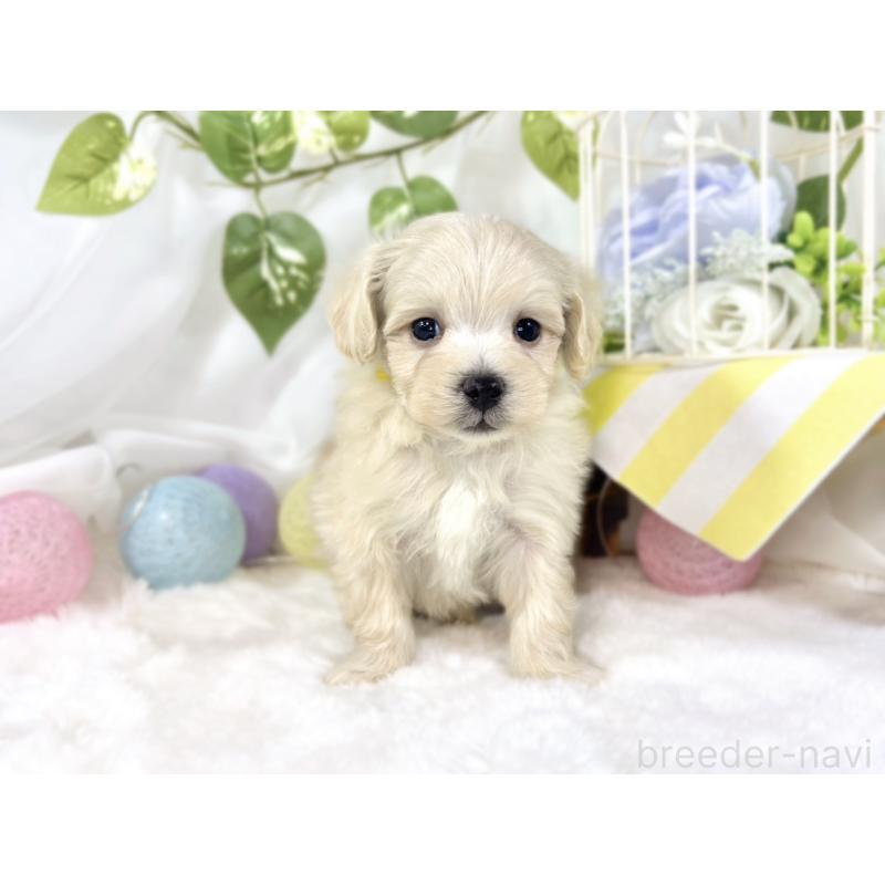 販売中の滋賀県のマルプー:マルチーズ×トイプードル-451894の4枚目