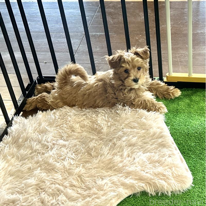 販売中の栃木県のマルプー:マルチーズ×トイプードル-445907の5枚目