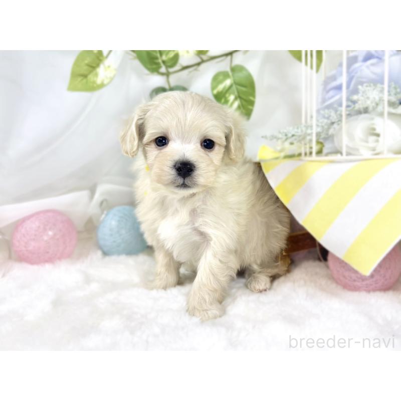 販売中の滋賀県のマルプー:マルチーズ×トイプードル-451894の3枚目