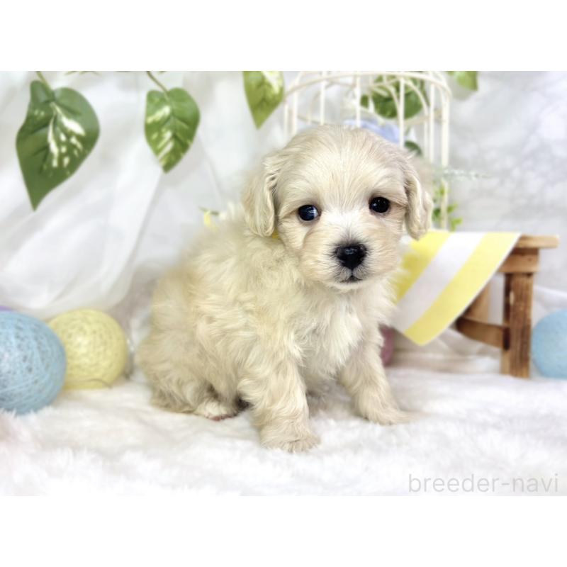 販売中の滋賀県のマルプー:マルチーズ×トイプードル-451894の2枚目