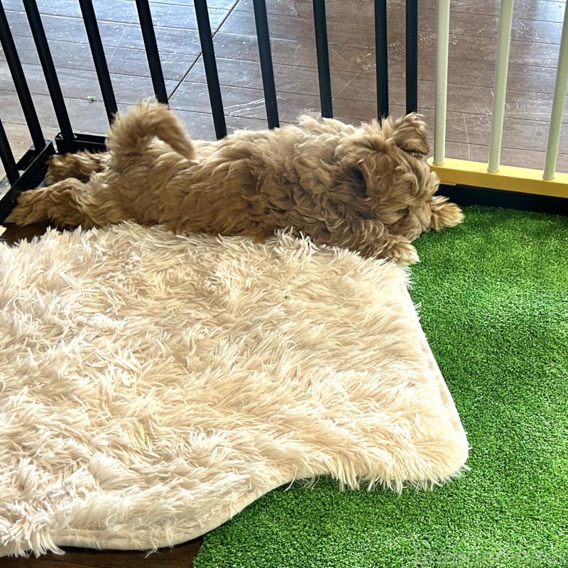 販売中の栃木県のマルプー:マルチーズ×トイプードル-445907の4枚目