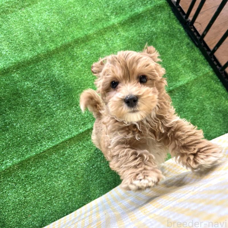 販売中の栃木県のマルプー:マルチーズ×トイプードル-445907の3枚目