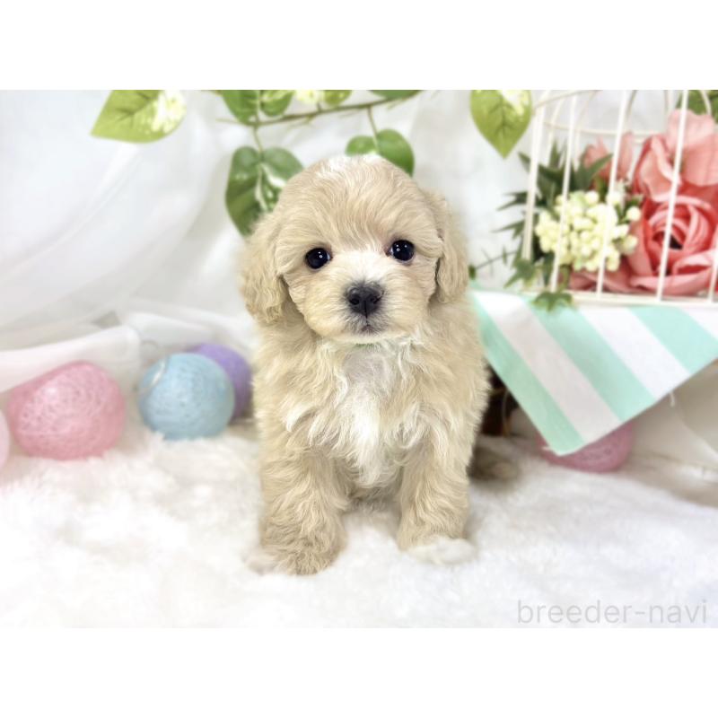 販売中の滋賀県のマルプー:マルチーズ×トイプードル-451896の4枚目