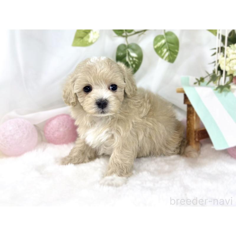 販売中の滋賀県のマルプー:マルチーズ×トイプードル-451896の3枚目