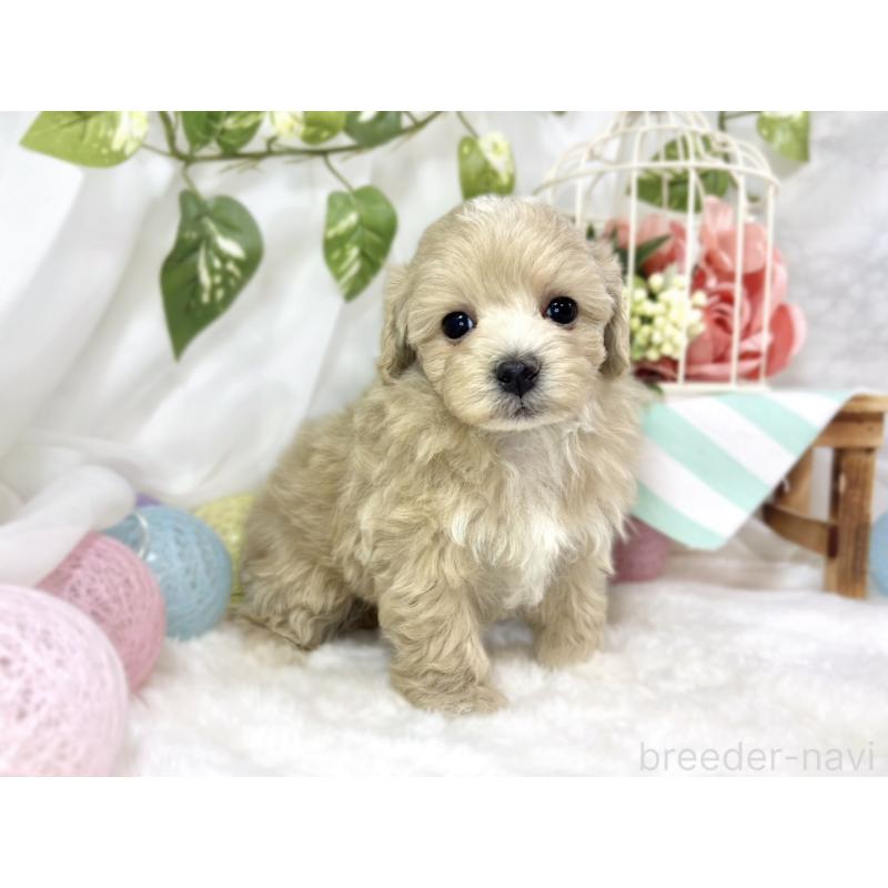 販売中の滋賀県のマルプー:マルチーズ×トイプードル-451896の2枚目