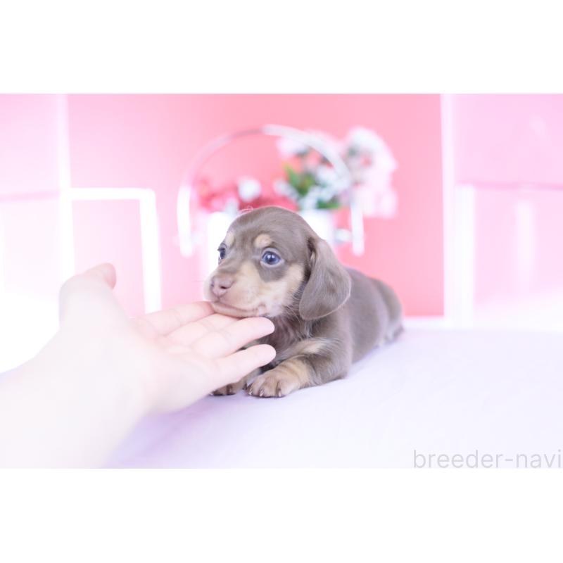 販売中の愛知県のカニンヘンダックスフンド(スムースヘアード)-451901の12枚目