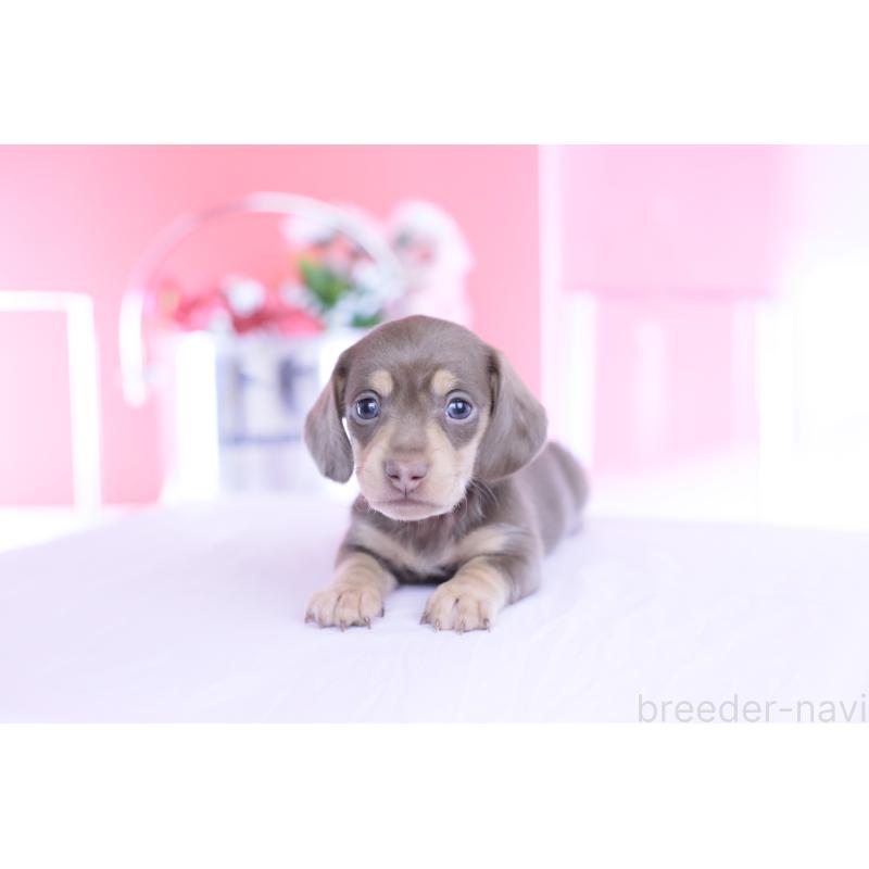 販売中の愛知県のカニンヘンダックスフンド(スムースヘアード)-451901の9枚目