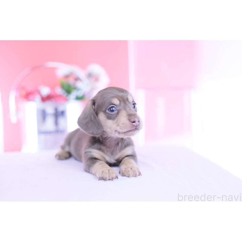 販売中の愛知県のカニンヘンダックスフンド(スムースヘアード)-451901の8枚目