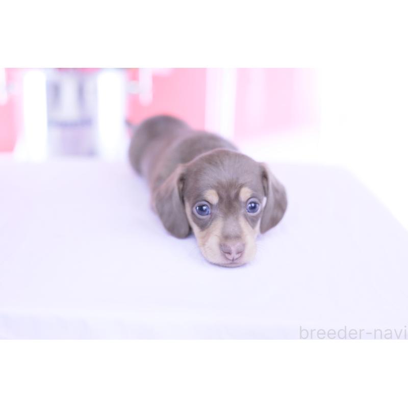 販売中の愛知県のカニンヘンダックスフンド(スムースヘアード)-451901の6枚目