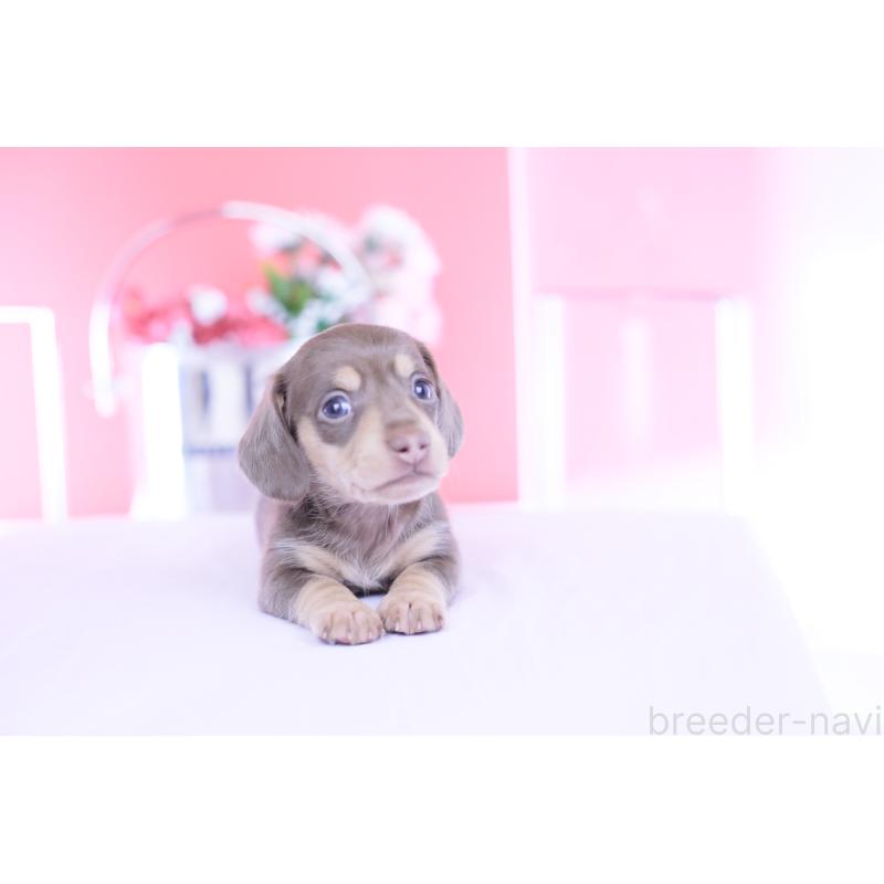 販売中の愛知県のカニンヘンダックスフンド(スムースヘアード)-451901の5枚目