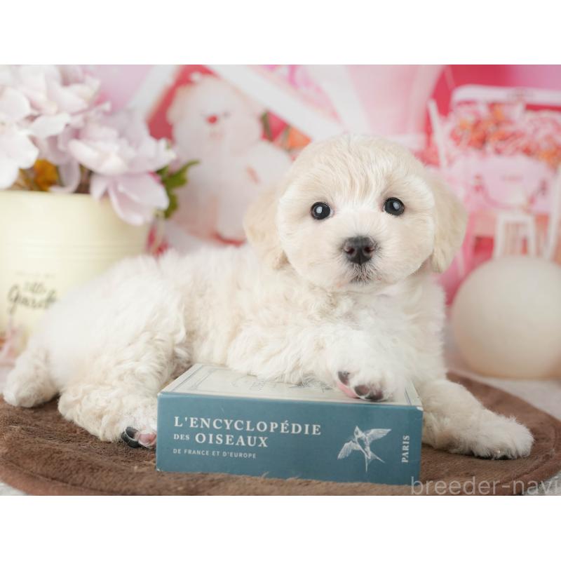 販売中の千葉県のマルプー:マルチーズ×トイプードル-451902の10枚目