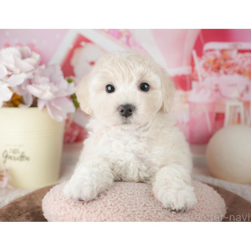 販売中の千葉県のマルプー:マルチーズ×トイプードル-451902の7枚目