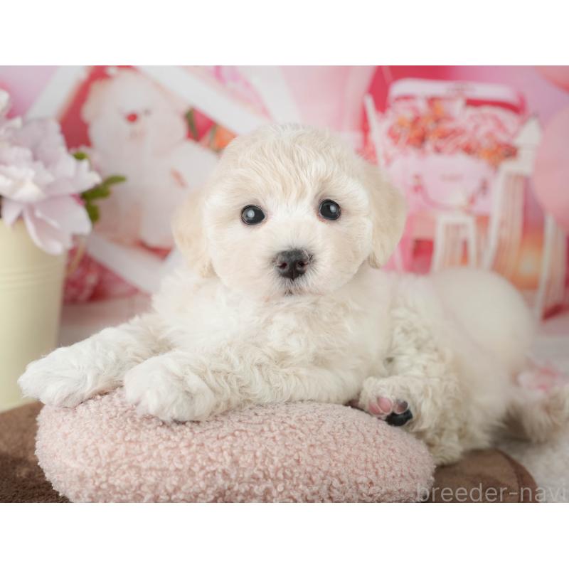 販売中の千葉県のマルプー:マルチーズ×トイプードル-451902の6枚目