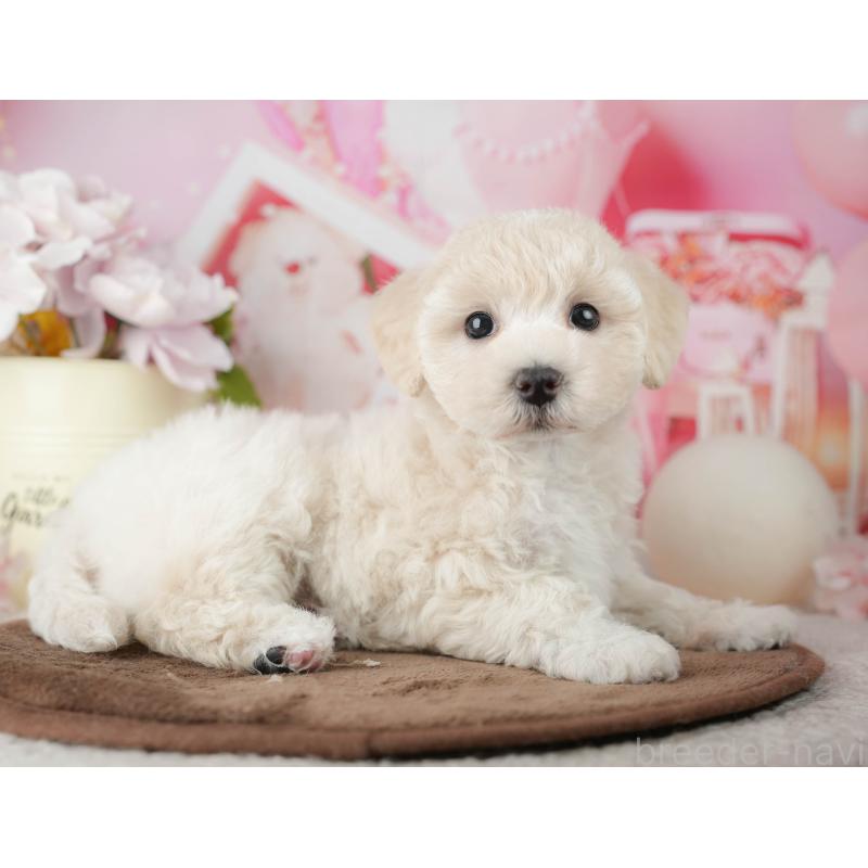 販売中の千葉県のマルプー:マルチーズ×トイプードル-451902の5枚目