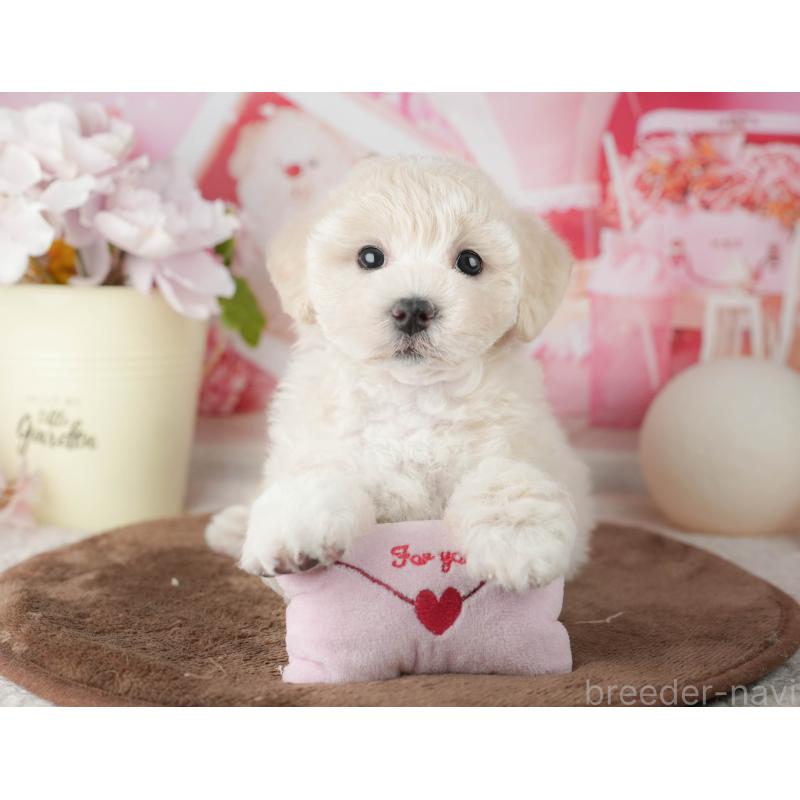 販売中の千葉県のマルプー:マルチーズ×トイプードル-451902の4枚目