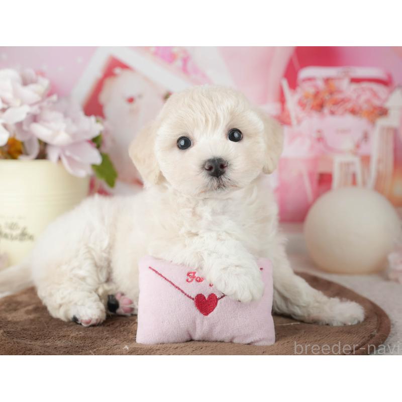 販売中の千葉県のマルプー:マルチーズ×トイプードル-451902の3枚目