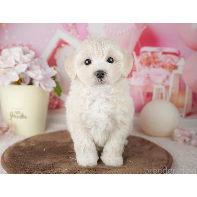 販売中の千葉県のマルプー:マルチーズ×トイプードル-451902の2枚目