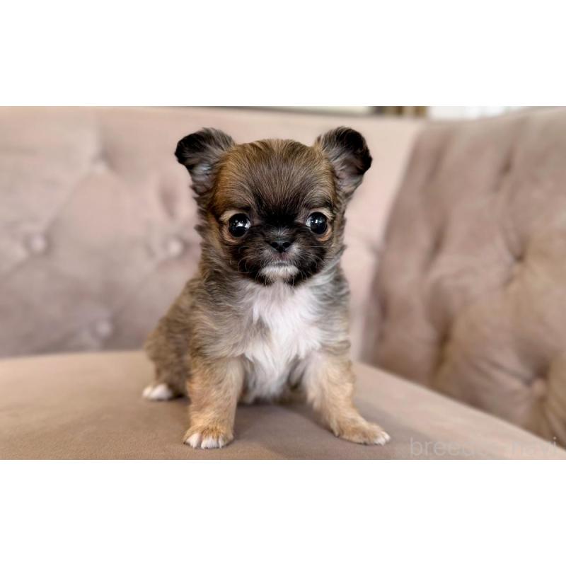 販売中の愛知県のチワワ(ロングコート)-451904の3枚目