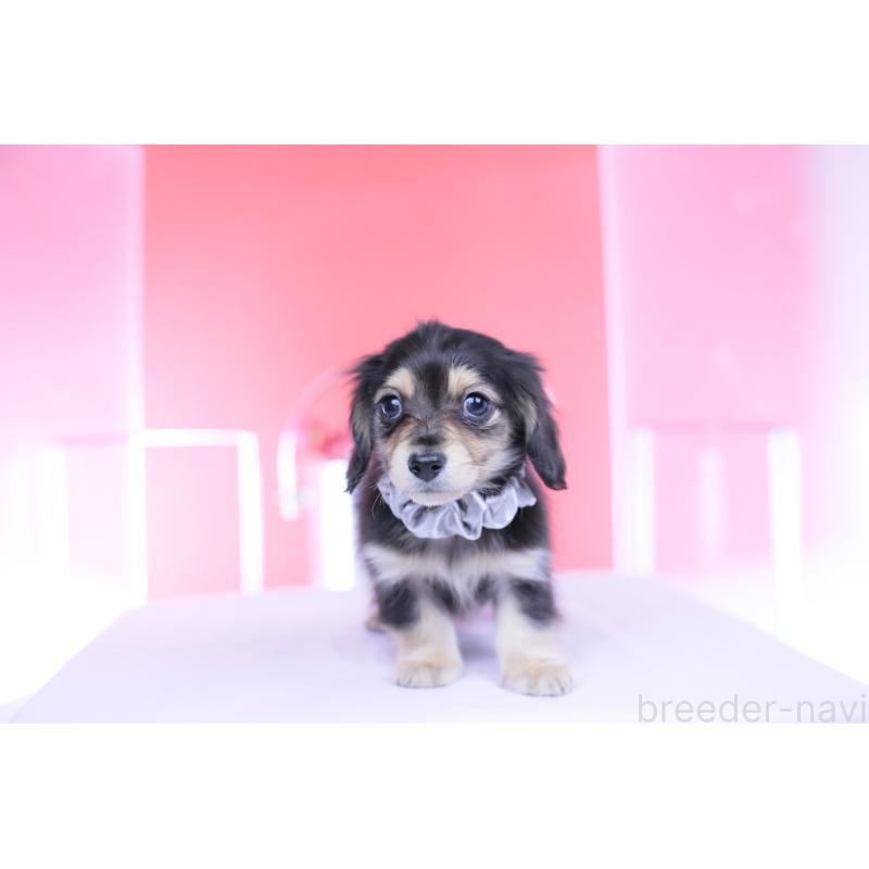 販売中の愛知県のカニンヘンダックスフンド(ロングヘアード)-451903の11枚目