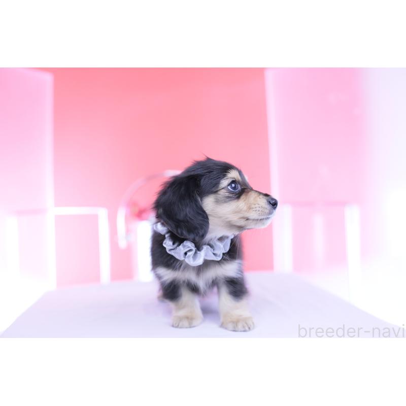 販売中の愛知県のカニンヘンダックスフンド(ロングヘアード)-451903の10枚目