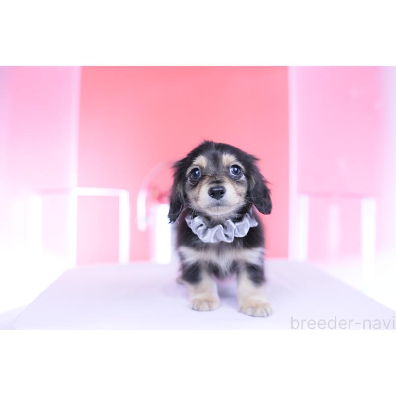 販売中の愛知県のカニンヘンダックスフンド(ロングヘアード)-451903の9枚目