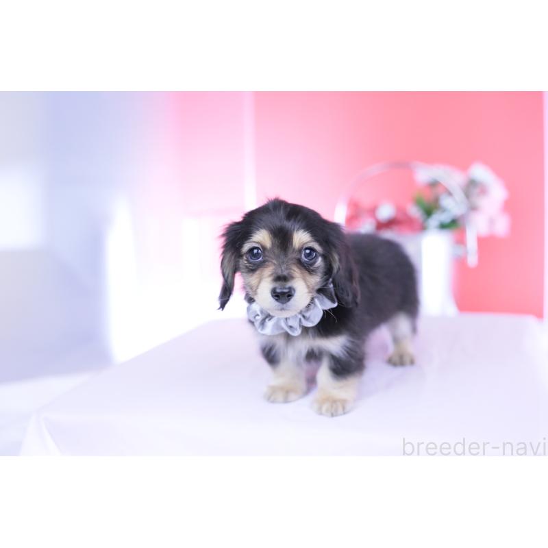 販売中の愛知県のカニンヘンダックスフンド(ロングヘアード)-451903の7枚目