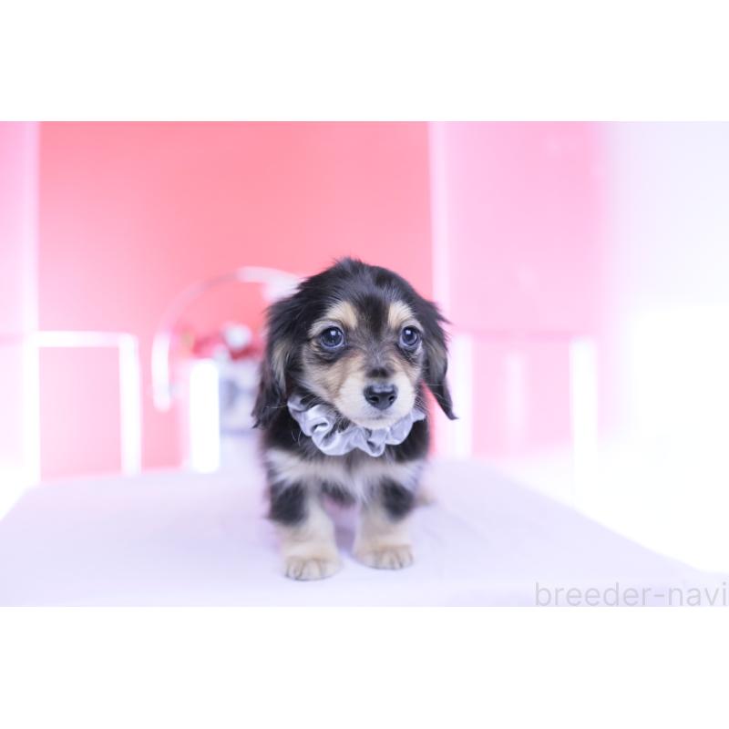 販売中の愛知県のカニンヘンダックスフンド(ロングヘアード)-451903の6枚目