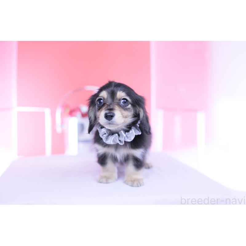 販売中の愛知県のカニンヘンダックスフンド(ロングヘアード)-451903の5枚目