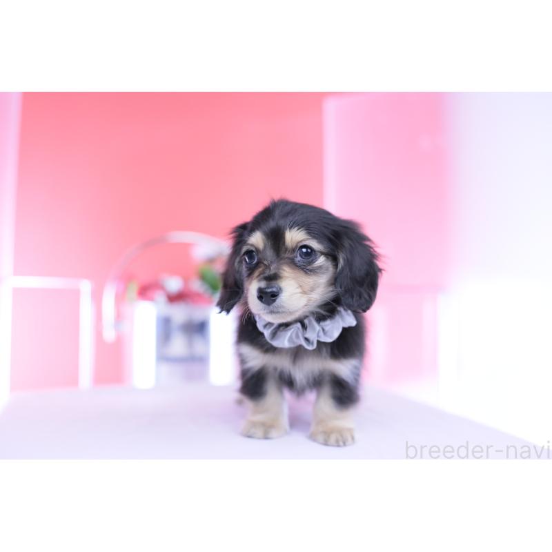 販売中の愛知県のカニンヘンダックスフンド(ロングヘアード)-451903の4枚目