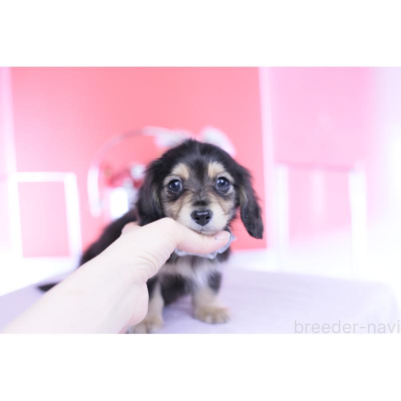 販売中の愛知県のカニンヘンダックスフンド(ロングヘアード)-451903の2枚目