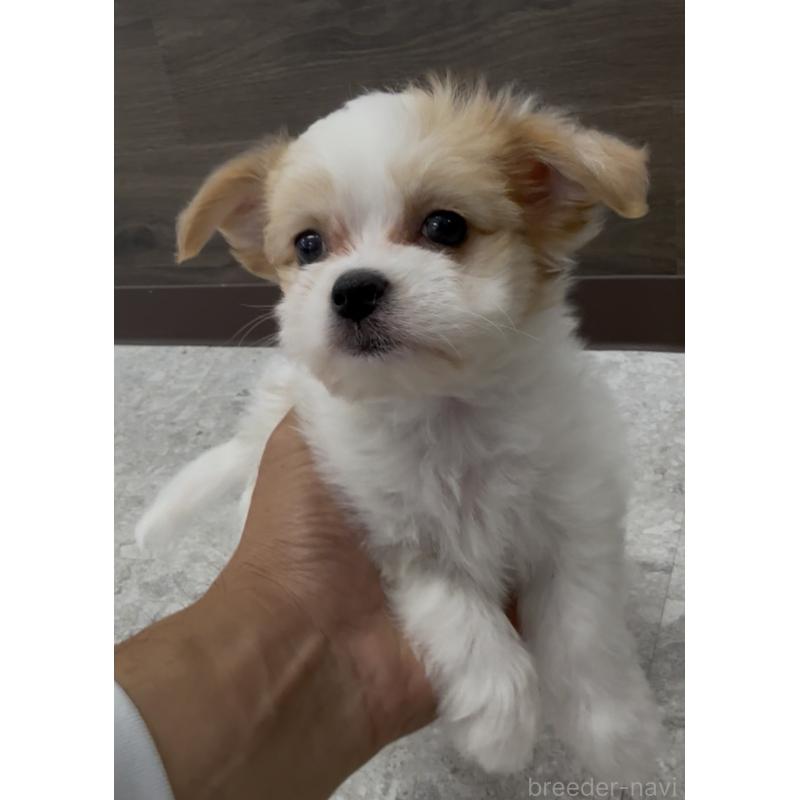 販売中の福岡県のチワマル:チワワ×マルチーズ-446139の8枚目