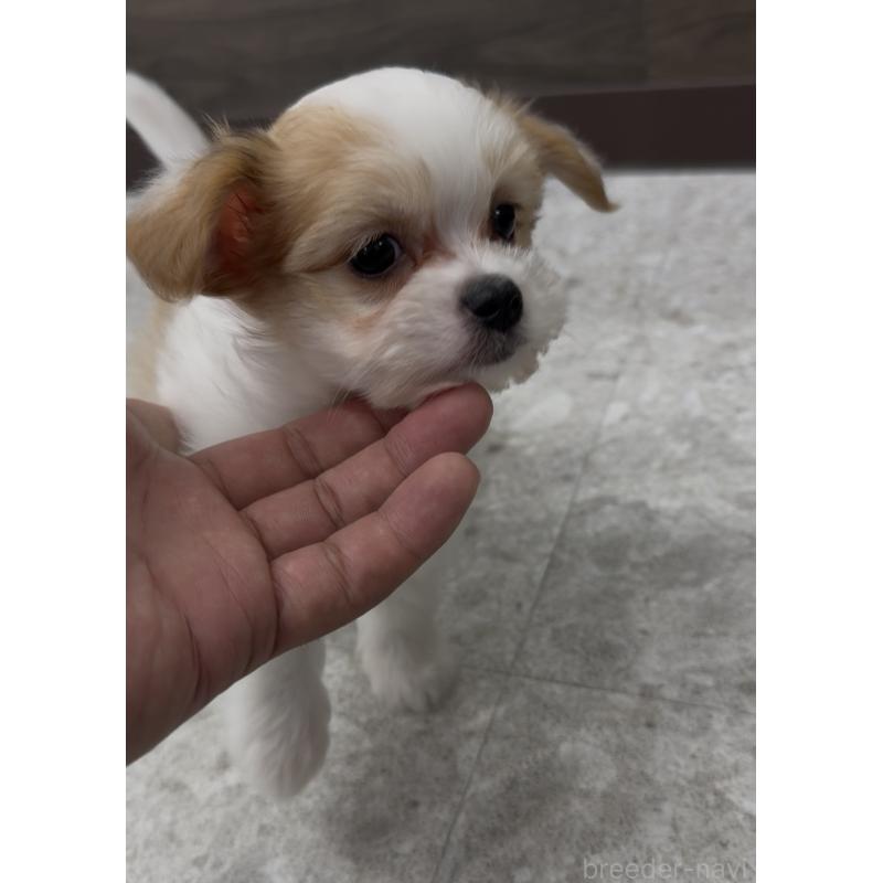 販売中の福岡県のチワマル:チワワ×マルチーズ-446139の7枚目