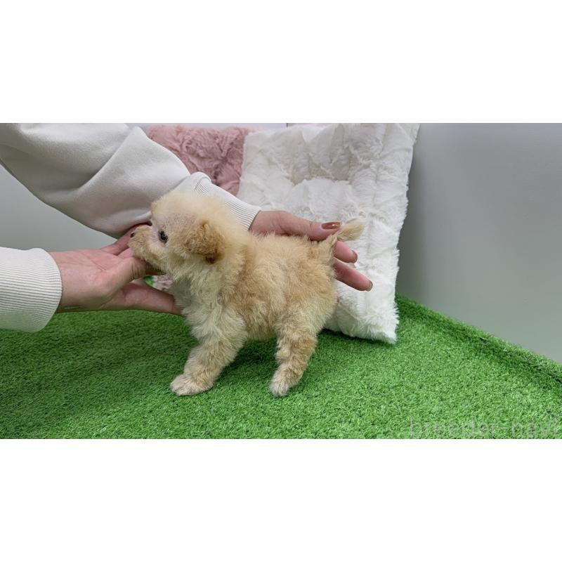 販売中の新潟県のマルプー:マルチーズ×トイプードル-451908の4枚目