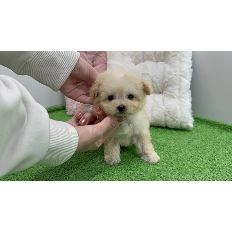 販売中の新潟県のマルプー:マルチーズ×トイプードル-451908の3枚目