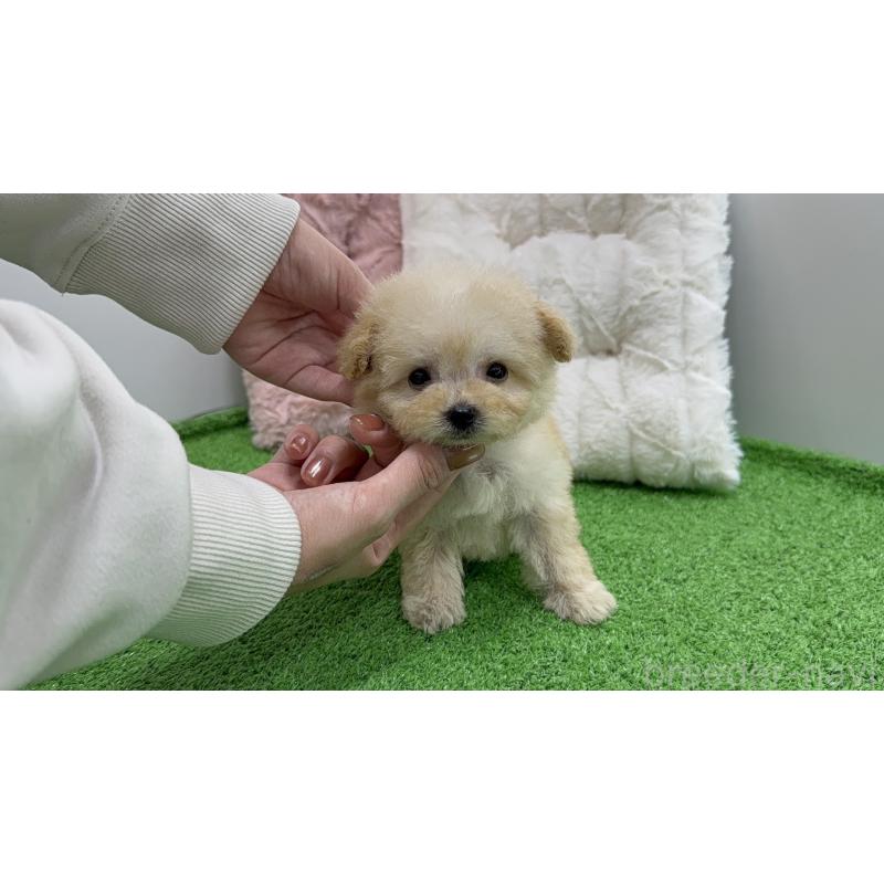 販売中の新潟県のマルプー:マルチーズ×トイプードル-451908の2枚目