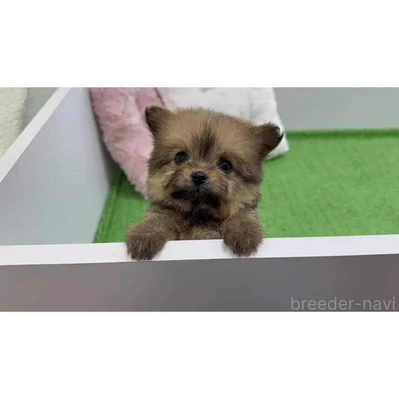 販売中の新潟県のポメプー:ポメラニアン×トイプードル-451909の8枚目