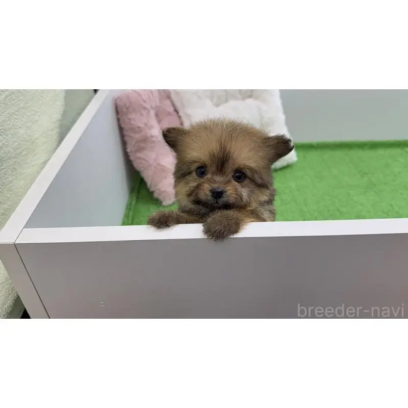 販売中の新潟県のポメプー:ポメラニアン×トイプードル-451909の7枚目