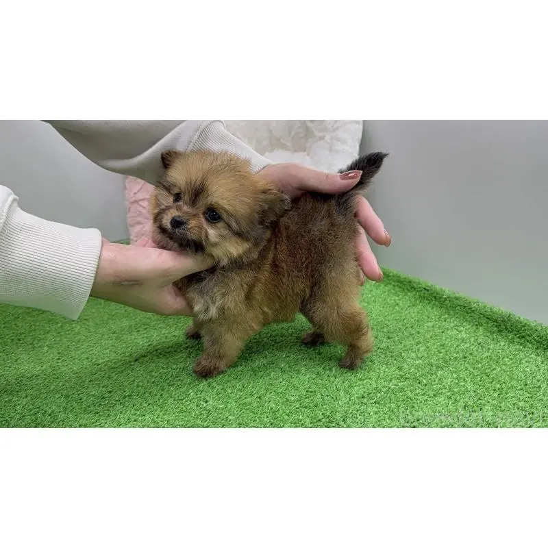 販売中の新潟県のポメプー:ポメラニアン×トイプードル-451909の5枚目