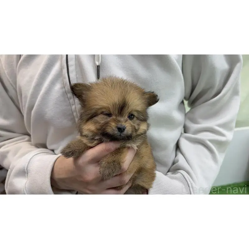 販売中の新潟県のポメプー:ポメラニアン×トイプードル-451909の3枚目