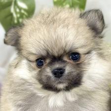 オンライン見学