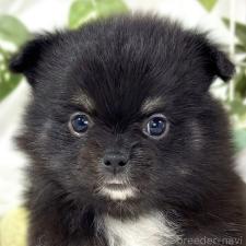 ♀︎ポメチワ:ポメラニアン×チワワ